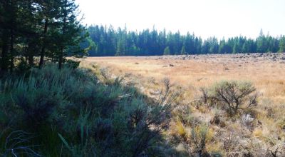 Remote - Island of Trees and Wet Weather Creek