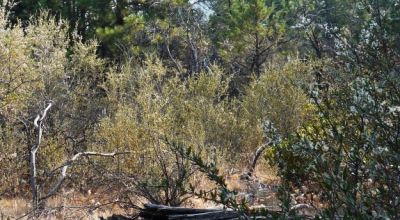 2 Adjoining Treed Lots - Privacy - Trees