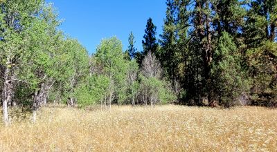 Trees - Meadows - Small Stream - Aspens