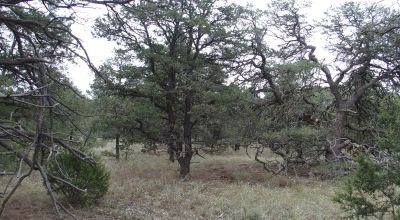 Secluded New Mexico  Land  Trees - Meadows - Roads - Peace & Quiet