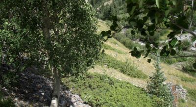 Scenic Pristine Colorado Mountain land - Henson Creek flows thru property