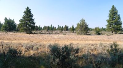 Remote - Island of Trees and Wet Weather Creek