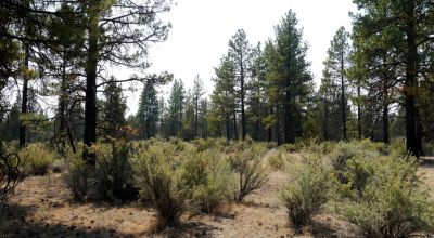 Southern Oregon Sprague River - Trees - Power - Main Road Access