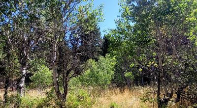 Trees - Meadows - Small Stream - Aspens