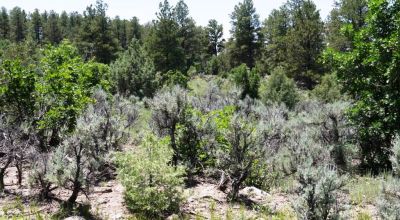 Northern New Mexico Residential land Top of Cul-de-Sac Tierra Amarilla - Trees