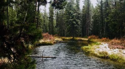 Pristine forest land with Crescent Creek - Trees - Meadows