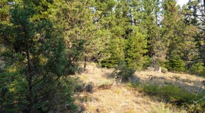 3 adjoining Lots - Trees Trees Trees - Quiet and Seclusion