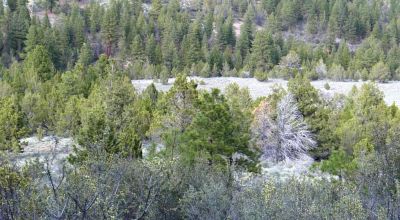 40 acre Forested parcel includes base of the hill and part of the hill - Views Trees