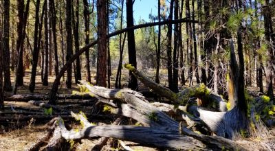 Privacy  *Trees * Southern Oregon Ferguson Mountain * OWF