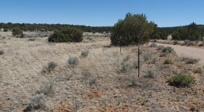 10 acres -Trees and Small Hill - Candy Kitchen Area New Mexico OWF