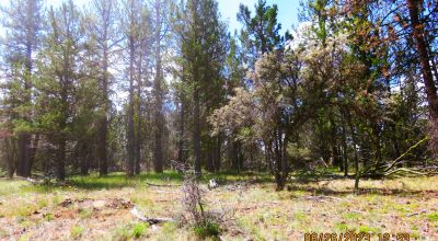 2 adjoining Lots almost 5 acres - Trees - Corner Lot - Camp RV Build