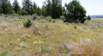 5 acres off the Beaten path - Star filled night skies- Small knoll with trees