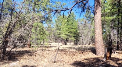 20 Acres with Trees bordering BLM lands - El Morro Ranches