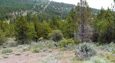 40 acre Forested parcel includes base of the hill and part of the hill - Views Trees