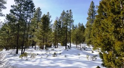Lots of Trees - Large parcel near Bly Mountain Pass Oregon