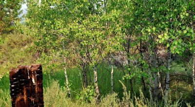 Private 481 acres - 3 sides Winema National Forest - Cooks Canyon - Pines Aspens Spruce Firs