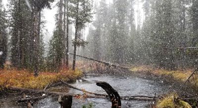 Pristine forest land with Crescent Creek - Trees - Meadows