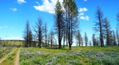 REDUCED * 2 adjoining lots Klamath County Oregon * burned in Fire several years ago.