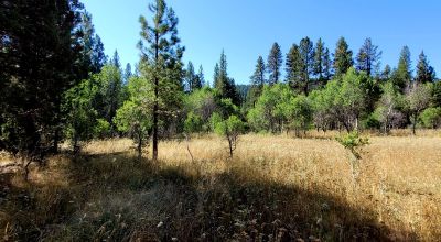 Trees - Meadows - Small Stream - Aspens