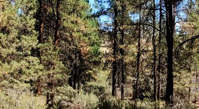 Heavily Treed - Power - Backs to Large Open Ranch