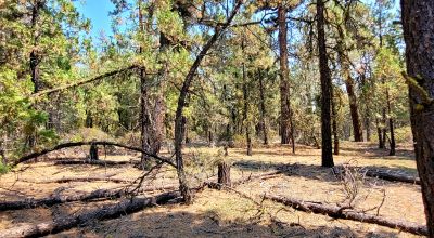 Spacious Treed Parcel - Southerly facing - 5+ acres