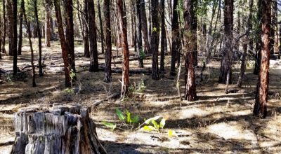 Privacy  *Trees * Southern Oregon Ferguson Mountain * OWF