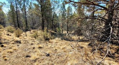 Southerly facing parcel above Sprague River Valley *  TREES
