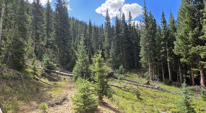 Ouray Colorado -  Red Mountain Mining District- 10 Acres Treed Mountain land