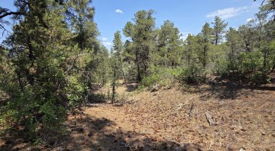 New Mexico Forested Mountain land - Borders Santa Fe National Forest & BLM Lands