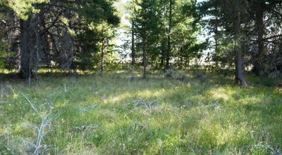 Remote - Island of Trees and Wet Weather Creek