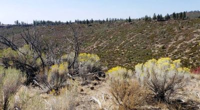 Remote Oregon wilderness. On Mesa near the Rim