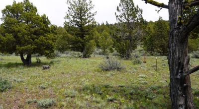 20 acres Oregon Forested Mountain land  near Lakeview & Drews Gap Summit