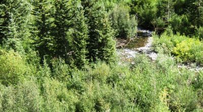 Scenic Pristine Colorado Mountain land - Henson Creek flows thru property