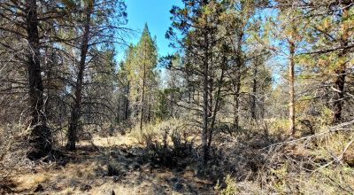 Southerly facing parcel above Sprague River Valley *  TREES