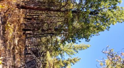 Privacy  *Trees * Southern Oregon Ferguson Mountain * OWF