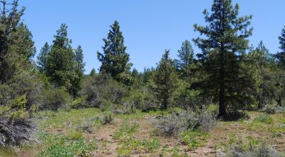 3 adjoining Residential Lots * buy 1 or all 3 * Trees * mobiles allowed