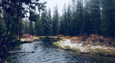 Pristine forest land with Crescent Creek - Trees - Meadows