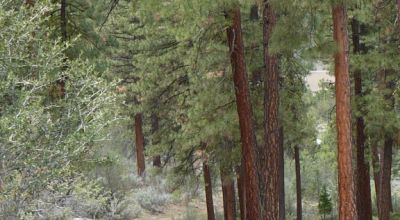 40 acre Forested parcel includes base of the hill and part of the hill - Views Trees