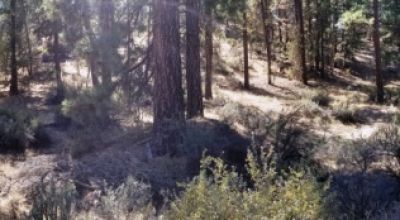 Bonanza Oregon land - 2 adjoining lots with Trees - Power at Road