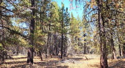 Forest like settings near Bly Mountain Pass * Mobiles, modulars, site-builds allowed