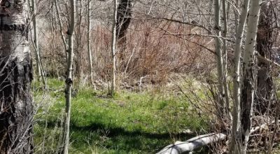 Historic Leadville Mines - 8 Patented Mining Claims Totally surrounded by Government lands