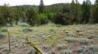 20 acres Oregon Forested Mountain land  near Lakeview & Drews Gap Summit