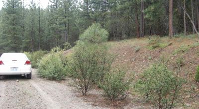 Forested Southern Oregon Property * Residential lot