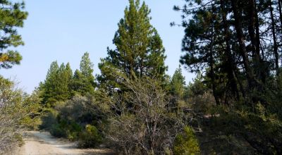 2 Adjoining Treed Lots - Privacy - Trees