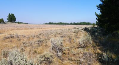 Remote - Island of Trees and Wet Weather Creek
