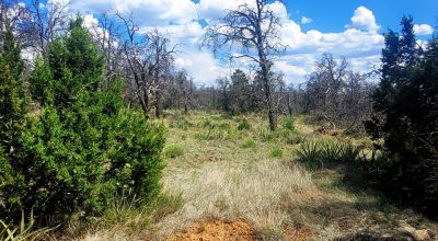 Trees - Huge Views - Over 2.5 Acres
