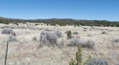 10 acres -Trees and Small Hill - Candy Kitchen Area New Mexico OWF
