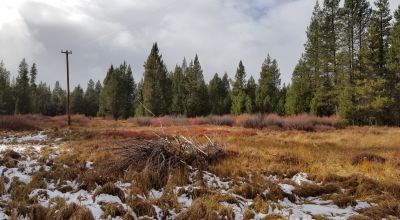 Pristine forest land with Crescent Creek - Trees - Meadows
