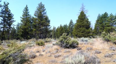 Southern Oregon Sprague River - Trees - Power - Main Road Access