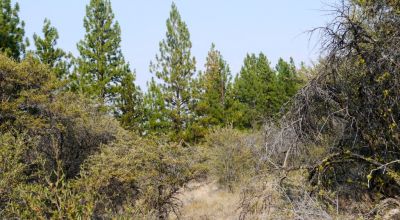 2 Adjoining Treed Lots - Privacy - Trees